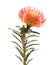 Red Leucospermum, common name pincushion protea isolated