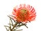 Red Leucospermum, common name pincushion protea isolated