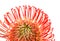 Red Leucospermum, common name pincushion protea isolated