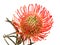 Red Leucospermum, common name pincushion protea isolated