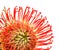 Red Leucospermum, common name pincushion protea isolated