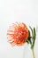 Red Leucospermum Nutans flower on white background