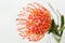 Red Leucospermum Nutans flower on white background