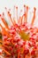 Red Leucospermum Nutans flower on white background. closeup