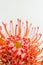 Red Leucospermum Nutans flower on white background. closeup