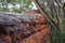 Red lichen on boulder in Australian forest