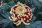 The red and light yellow color of irregular incurve mum \\\'Crimson Tide\\\' flower