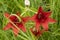 Red lilies bloom in the field