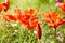 Red lilies in the garden. Beautiful hemerocallis