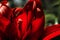 Red lilies in the summer garden. Floral abstraction. Close-up. Stylized colors to give an entourage