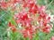 Red Lilium. Beautiful flowers. Natural summer background.