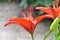 Red lilium lancifolium or daylily is an Asian species of lily, is widely an ornamental because of its showy flowers