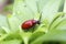 Red lily beetle