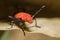 Red lily beetle