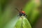 Red lily beetle, or lily leaf beetle - Lilioceris merdigera