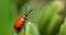 Red lily beetle, or lily leaf beetle - Lilioceris merdigera