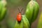 Red lily beetle, or lily leaf beetle - Lilioceris merdigera