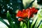 Red Lily Clivia flowers, nature background