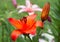 Red Lily in drops of rain