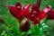 Red lily flower with drops of dewdrops of dew in garden. Red lily commonly known as Oriental Stargazer Lily