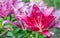 Red lily flower, or Lilium, with green leaves in the back. Small water drops of dew lie on leaves and petals. Selective focus on