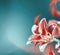 Red lily flowers at blurred turquoise background. Floral border