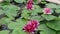 Red lily lotus flowers blooming in water pond background