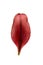 Red lily petal isolated