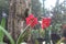 Red lily or Rhodophiala bifida in the garden.