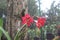 Red lily or Rhodophiala bifida in the garden.