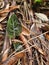 red-lined leaves Aglonema rotundum aceh and dead leaves on forest understory, Aceh Indonesia