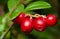 Red lingonberries cowberry on a branch in the forest