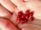 Red Lingonberries in a hand