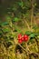 Red lingonberries (Vaccinium vitis-idaea)