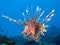 The Red Lionfish