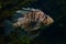 Red lionfish aquarium fish