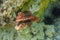 Red lionfish beautiful but destructive fish in the Red Sea. Pterois is a genus of venomous marine fish.