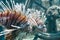 Red lionfish close-up view in ocean