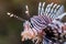 Red lionfish - one of the dangerous coral reef fish. Neural network AI generated