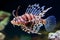 Red lionfish - one of the dangerous coral reef fish. Neural network AI generated