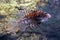 Red lionfish, predatory scorpion fish