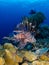 Red lionfish, Pterois volitans. Richest reefs in the world. Misool, Raja Ampat, Indonesia