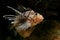 Red lionfish seen floating in tank against dark background