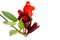 Red Lipstick flower. Aeschynanthus radicans