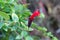 Red Lipstick Flower, Lipstick Plant