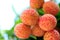 Red litchi fruits at tree