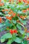 Red little flowers of Runner Bean Plant Phaseolus coccineus gr