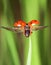Red little ladybird flying away from fresh green grass