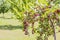 Red little Paradise apples on branch of the apple tree. Malus pumila. Paradisiaca