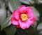 Red little Rosa aurora,rose bengal camellia, japonica in full bloom with green leaf